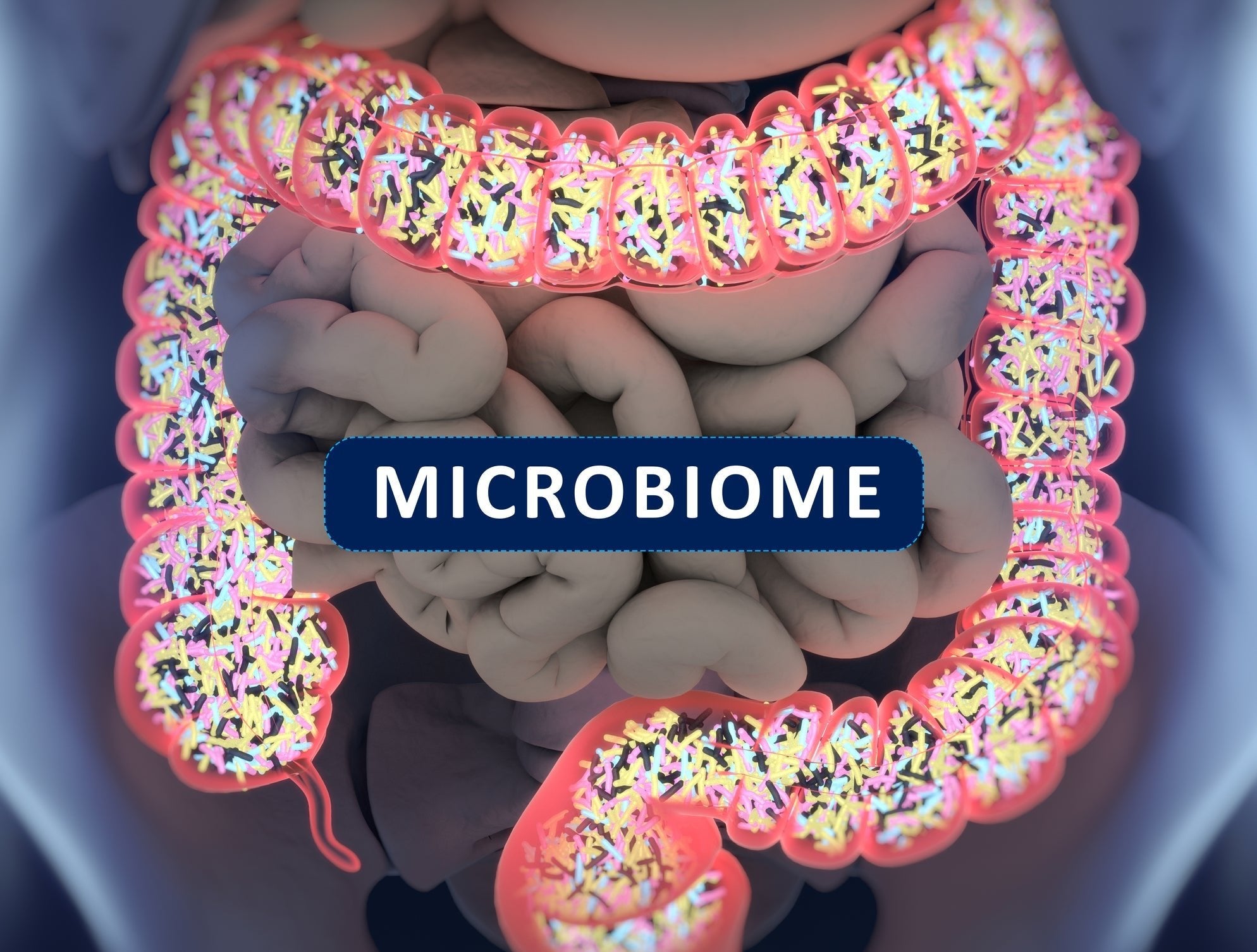 What is Gut Microbiota and Why Does It Matter? - InnerBuddies